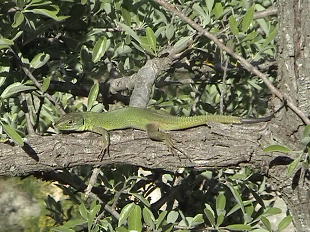 Ramarro giovane Lacerta bilineata